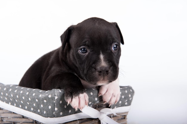 Black and white American Staffordshire Terrier dog or AmStaff puppy on white background