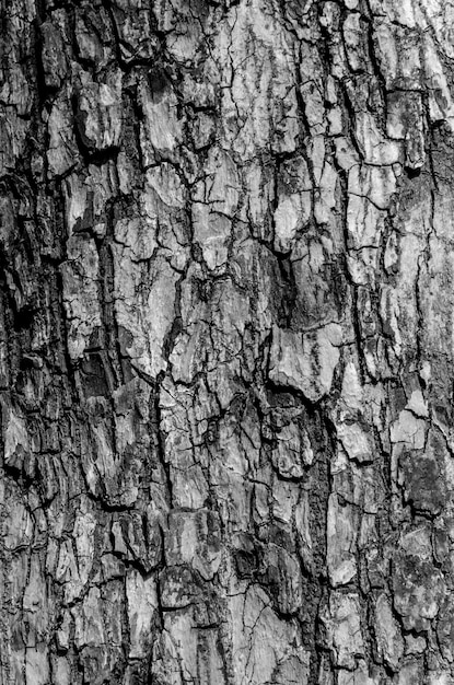 Black and white bark texture and bark pattern