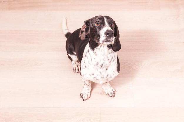 Photo a black and white basset hound dog on a wooden floor looks up