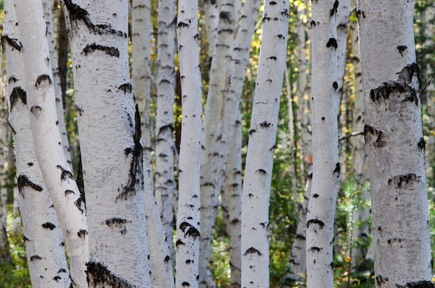 Black and white birch trunks in the forest Background wallpaper