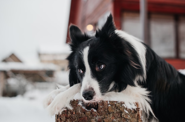 Black and white border collie dog lying on stump in winter