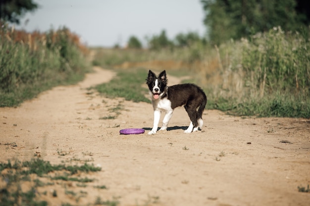 Black and white border collie dog puppy in the field