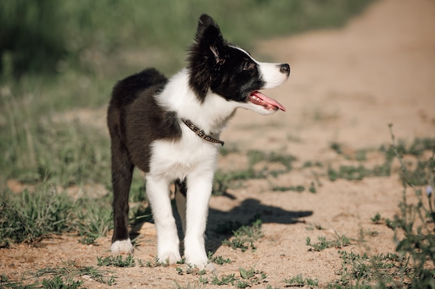 Black and white border collie dog puppy in the field