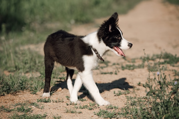 Black and white border collie dog puppy in the field