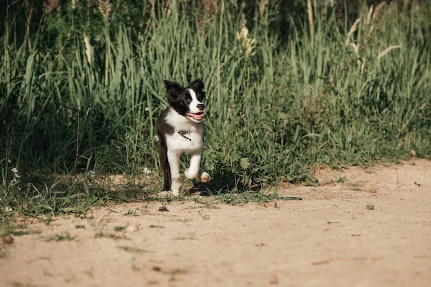 Black and white border collie dog puppy in the field