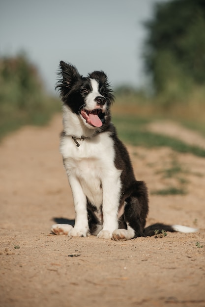 Black and white border collie dog puppy in the field