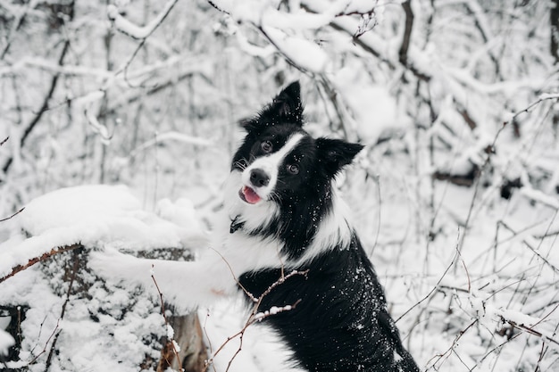 Photo black and white border collie dog in the snowy forest