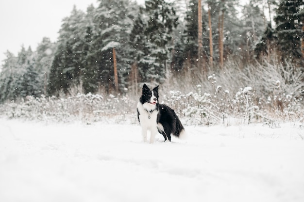 Black and white border collie dog in the snowy forest