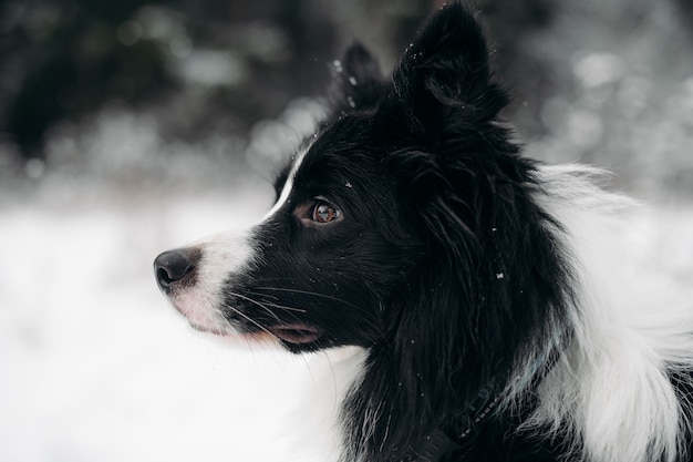 Black and white border collie dog in the snowy forest