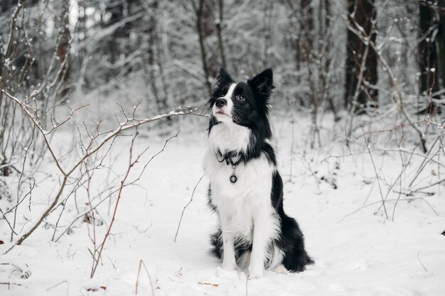 Photo black and white border collie dog in the snowy forest