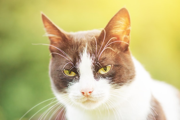 Black and white cat on the background of nature on a sunny day Portrait of a cat