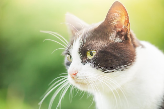 Black and white cat on the background of nature on a sunny day Portrait of a cat