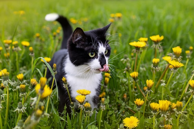 A black and white cat in a field of dandelions