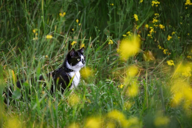 Black and white cat in green grass with yellow flowers