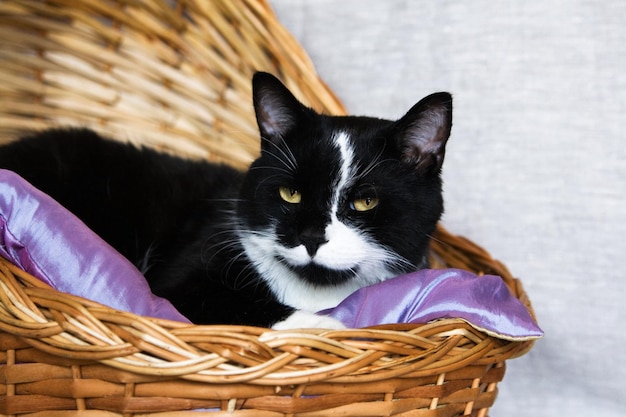 A black and white cat is lying in a wicker basket