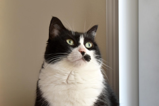 Black and white cat looking up at something in a house