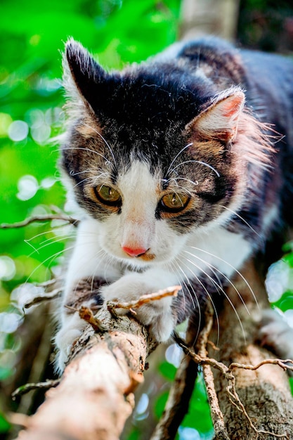 Black and white cat playing in the garden