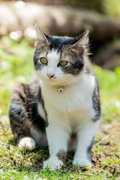 Black and white cat playing in the yard