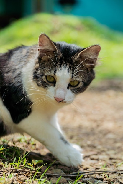 Black and white cat playing in the yard