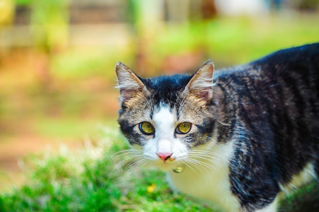 Black and white cat playing in the yard