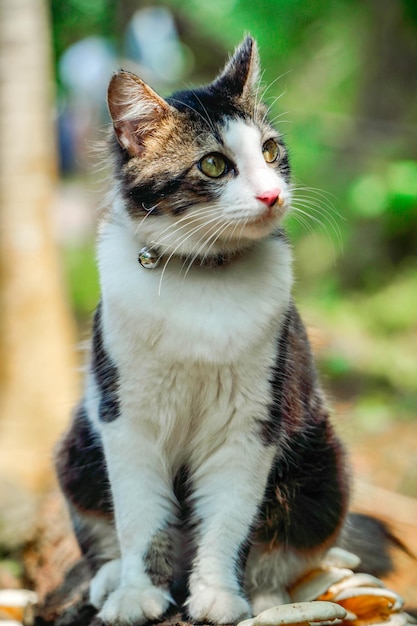 Black and white cat playing in the yard