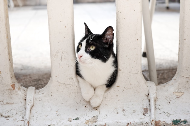 Black and white cat sits between the columns of the house