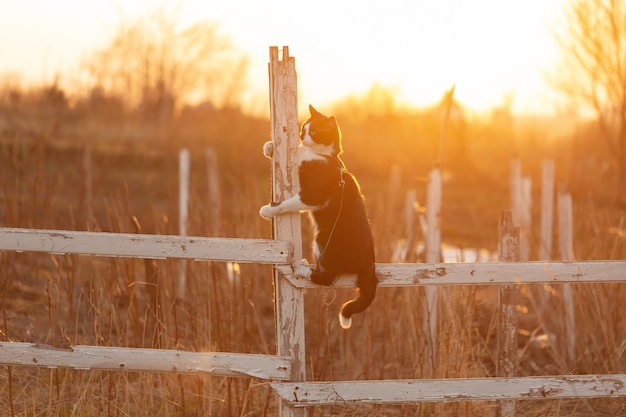 A black and white cat sits on a fence at sunset.