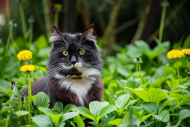 black and white cat sits in green grass with dandelions in spring