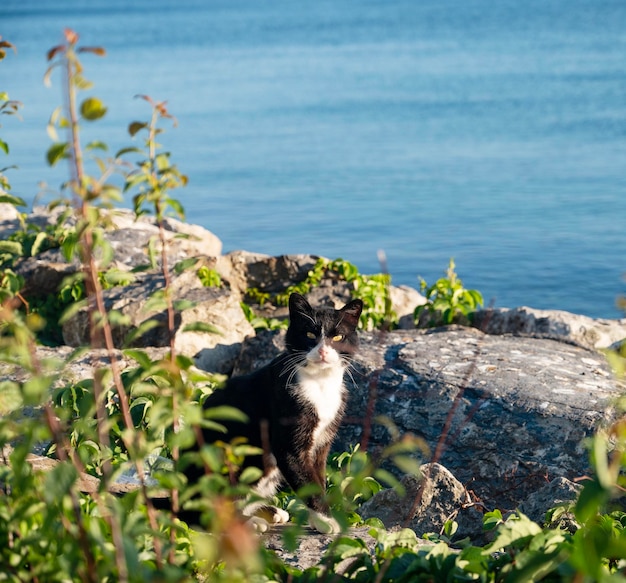 A black and white cat sits near the sea on rocks with green branches of bushes on a sunny summer day