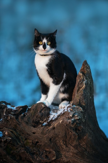 Black and white cat sits on a stump in winter .Blue background .Winter background.