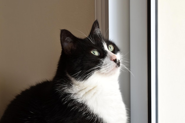 Black and white cat sitting and looking up to something outside the window. 