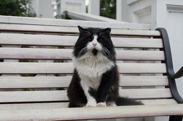 Black and white cat street. Sitting on a bench and posing for the camera. Fluffy beautiful serious a