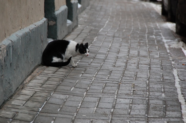 Black and white cat in the street