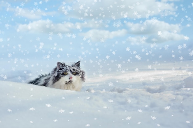 Black and white cat walking in deep snow