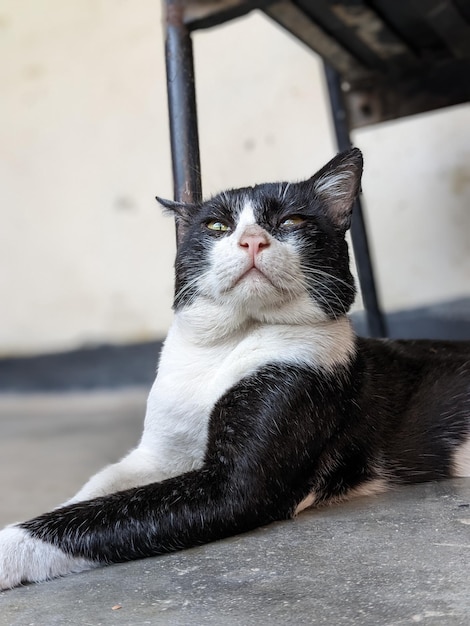 A black and white cat with green eyes is laying on the floor.