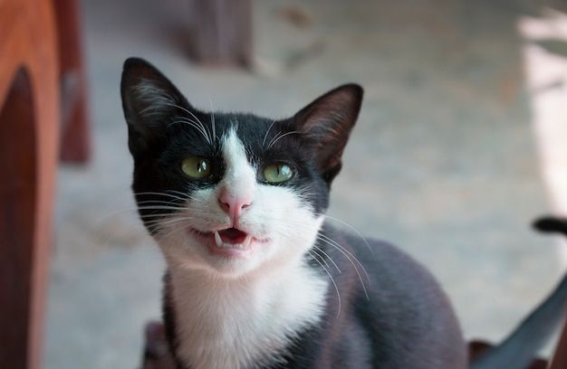 Black and white cat