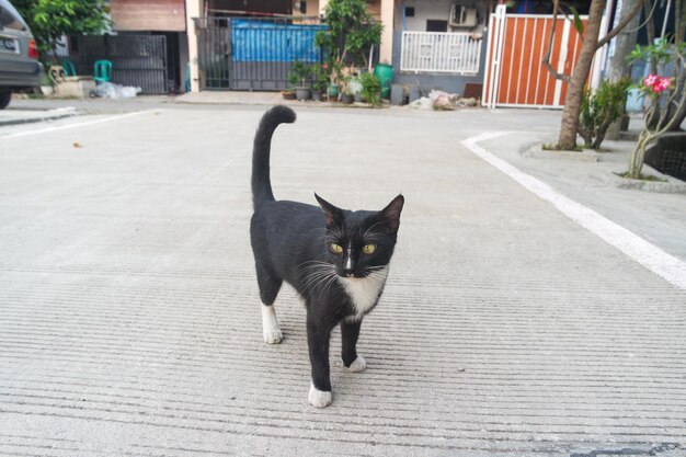 Black and white cat