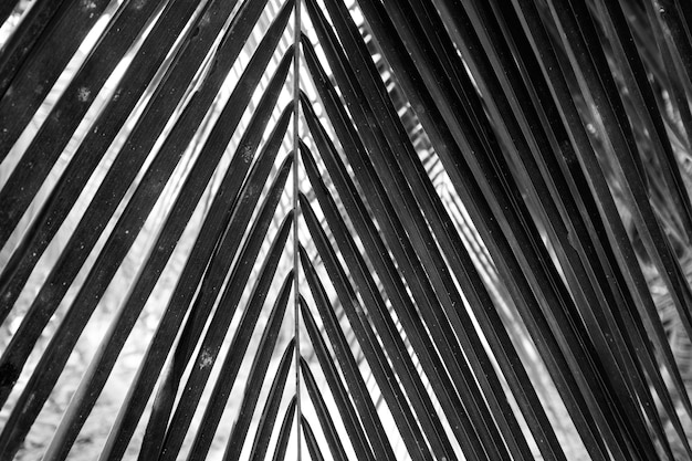 Black and white close up view of beautiful green palm leaf on natural background