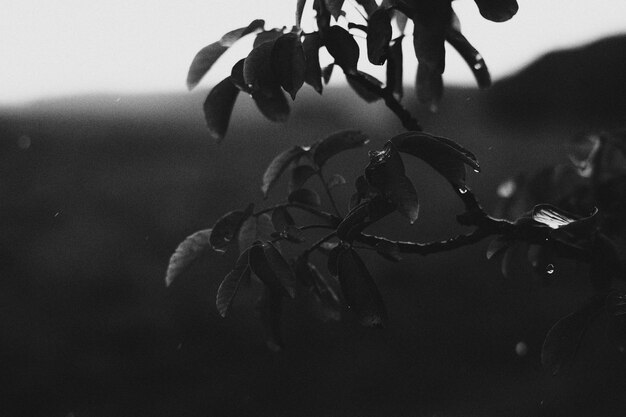 Photo black and white closeup of a tree branch with raindrops on it stock photo