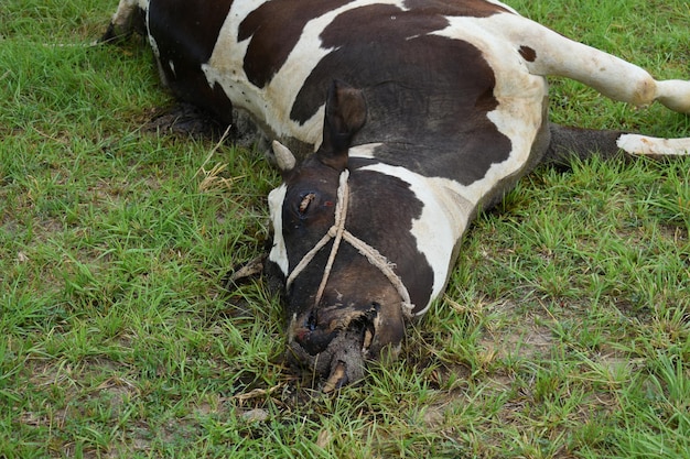 Black and white cow dead A dead rotting cow lies in a meadow cow with recently dead without eyes