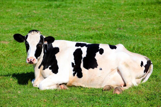 Photo black and white cow lying down on green grass, horizontal view