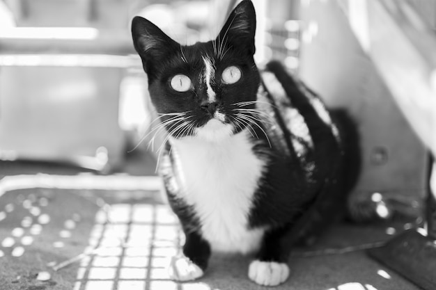 Black and white cute black kitten 