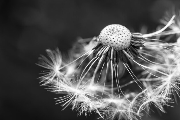 Black and white dandelion macro