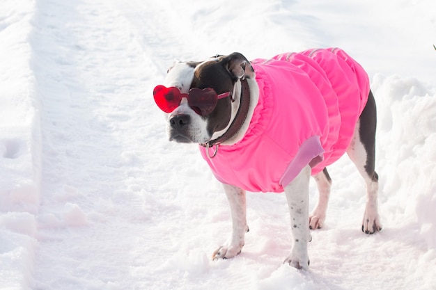 A black and white dog in pink clothes stands in the snow Winter walk in the park