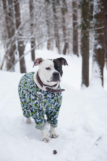 A black and white dog in a protective jumpsuit A dog on a winter walk in the park