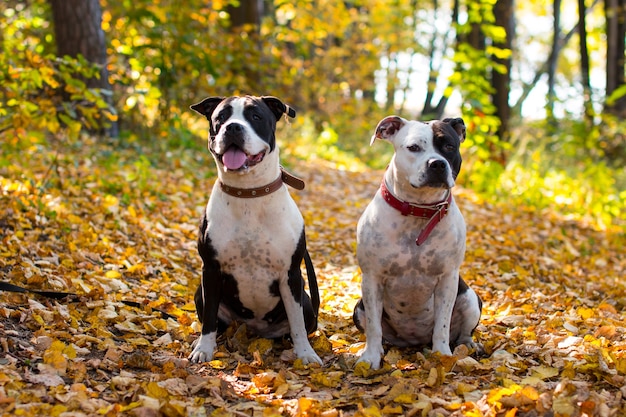 A black and white dog on a walk in yellow foliage. Golden Autumn