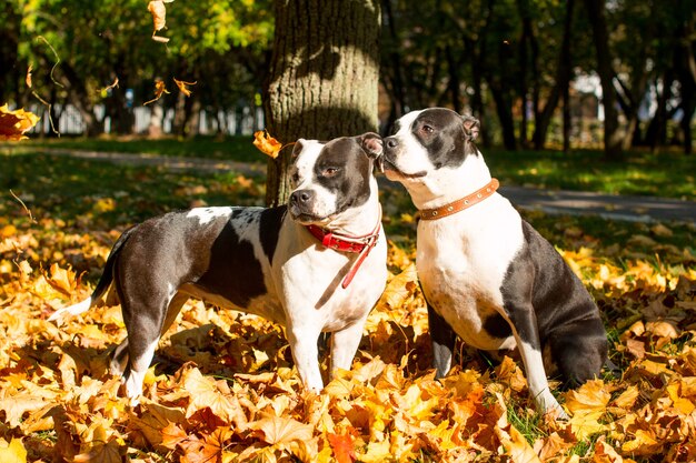 A black and white dog on a walk in yellow foliage. Golden Autumn