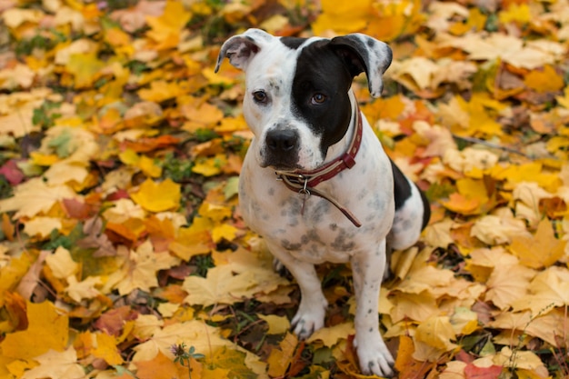 A black and white dog on a walk in yellow foliage. Golden Autumn