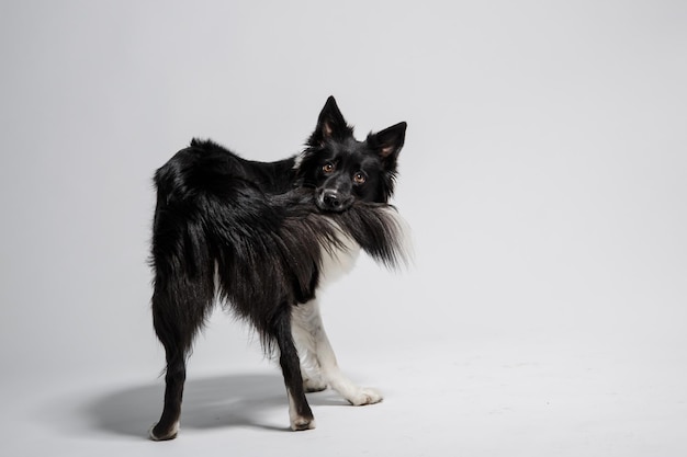 A black and white dog with a long tail is standing in front of a white background.