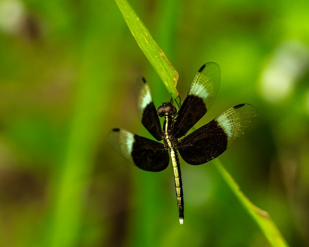 Black and white dragonfly show wings, body and eye detail on a green grass as natural blur background